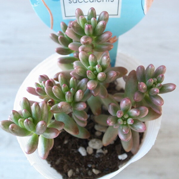 多肉植物 セダム オーロラ 2.5号サイズ 苗のサムネイル