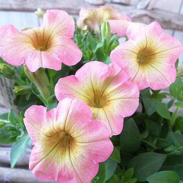 ペチュニア ミス ジュディ 3.5号サイズ 花苗 花芽付 育てやすく丈夫のサムネイル