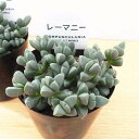 コルプスクラリア レーマニー 3号サイズ 苗 春から夏にクリーム色の花を枝の先に咲かせます 観葉植物