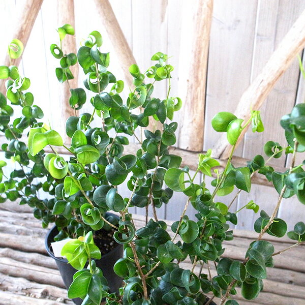 フィカス ベンジャミナ バロック 3.5号サイズ 鉢植え ベンジャミン 観葉植物 インテリア 高さ30cmセンチ 光沢あるカールした葉が魅力のベンジャミン スタイリッシュで室内インテリアに人気ですのサムネイル