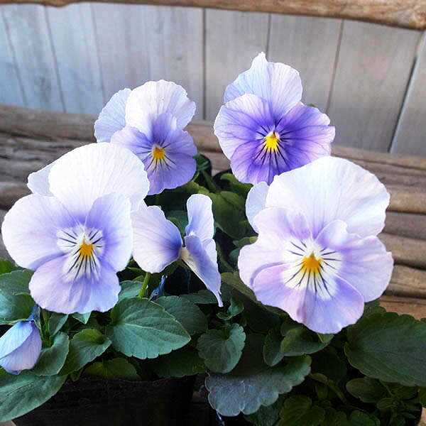 パンジー プティシャトン アクアリップル 4株セット 人気品種 花苗のサムネイル