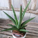 レア サンセベリア ボブ 3.5号バイオマス鉢植え 観葉植物 高さ20cmセンチ程 珍しい サンスベリア