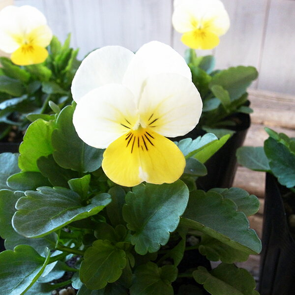 ビオラ　プリムローズバイカラー4株♪ビオラ 苗 鮮度優先、生産農家、朝取り【花苗】【ビオラ苗】【種類】