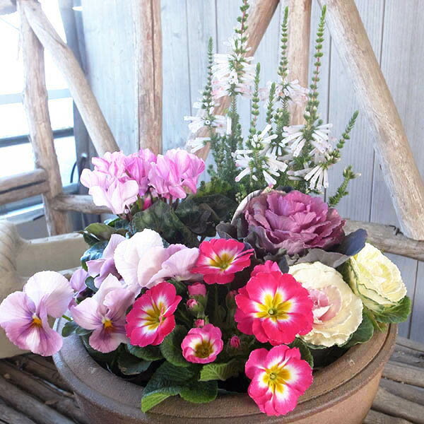 お正月 寄せ植え 5株セット 送料無料 ホワイトデライト ガーデンシクラメン ハボタン葉牡丹 ジュリアン パンジーのサムネイル