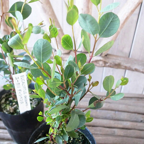 ハートリーフユーカリ ディシペンス 3.5号サイズ 苗 ハート型の鮮やかな緑色の葉が可愛らしいユーカリ
