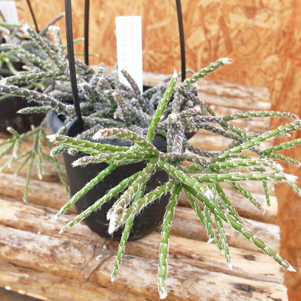 リプサリス フロストシュガー 3.5号サイズ 吊り鉢 サボテンの仲間ですがトゲが気にならなく枝垂れ育つグリーン 観葉植物のサムネイル