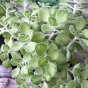 斑入りアロマティカス ライムシャワー 苗 3号サイズ 室内観葉に人気の観葉植物