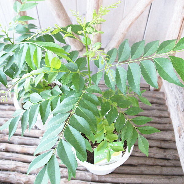 インド料理の香辛料 スパイシーツリー カレーリーフの木 5号サイズ 鉢植えのサムネイル