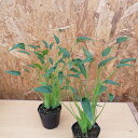 アロカシア タイニーダンサー 3号サイズ 鉢植え 極レア 希少種 珍しい 観葉植物 高さ30cmセンチ