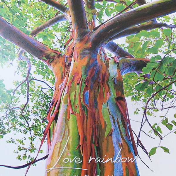 ユーカリ D レインボーユーカリ 4号サイズ ロングポット苗 観葉植物のサムネイル