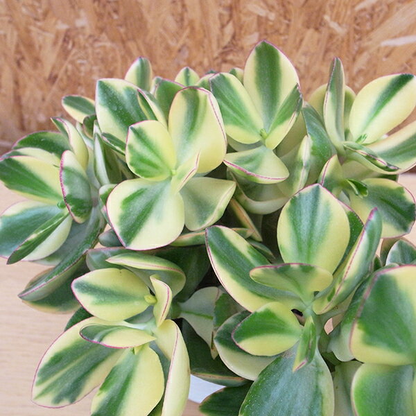 花月 きらめき 斑入り 5号サイズ鉢植え 多肉植物