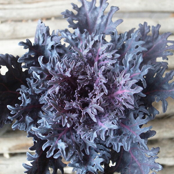 ハボタン シルバーサンゴ 3号サイズ 苗 葉牡丹のサムネイル