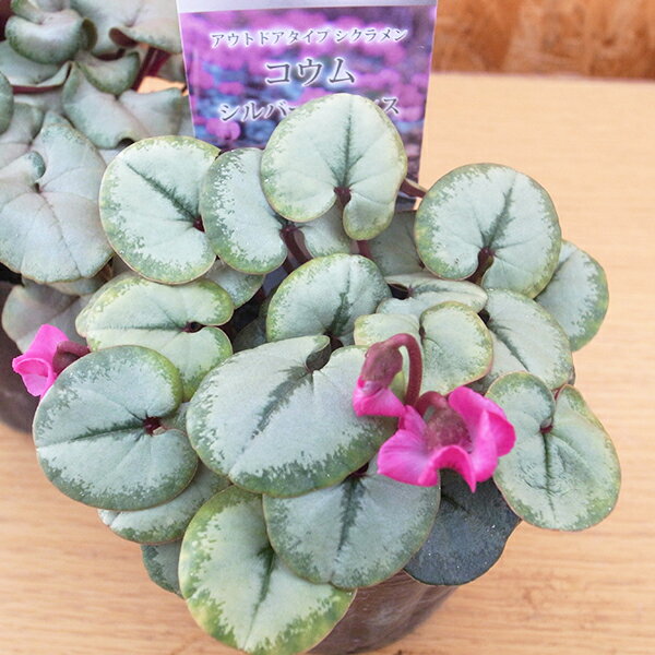 シクラメン コウム シルバープリンセス ピンク3号サイズ 苗のサムネイル