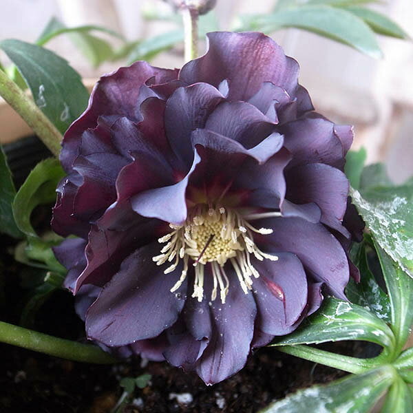 クリスマスローズ ダブル 開花株 レモンゴールドスポット 5号 現品 2023年2月17日 撮影 3花開花し蕾3確認 鉢植え 鉢花のサムネイル