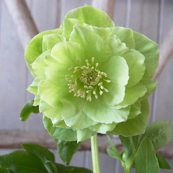 クリスマスローズ ダブル 開花株 グリーン淡白ピコティ 5号サイズ 現品 2024年1月23日 撮影 鉢花 鉢植え ひと花開花し蕾3個確認のサムネイル