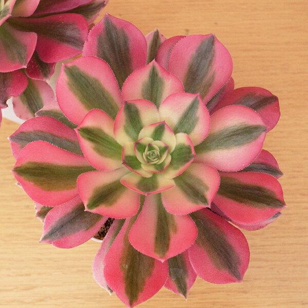 レア品種 アエオニウム Pink Witch (ピンクウィッチ) 2.5号鉢 珍しい斑入り葉のサムネイル