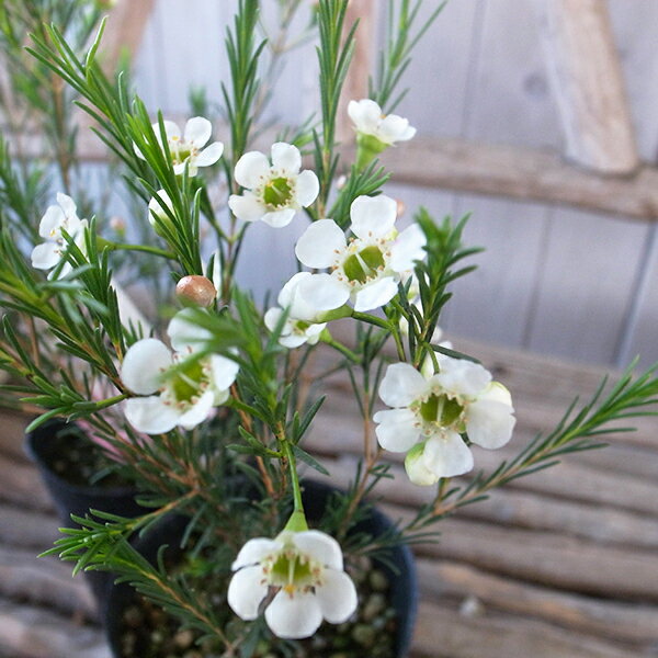 ジェラルトン ワックスフラワー 苗 ロウのような光沢ある花が咲き花が長持ちするので切花としても人気のサムネイル
