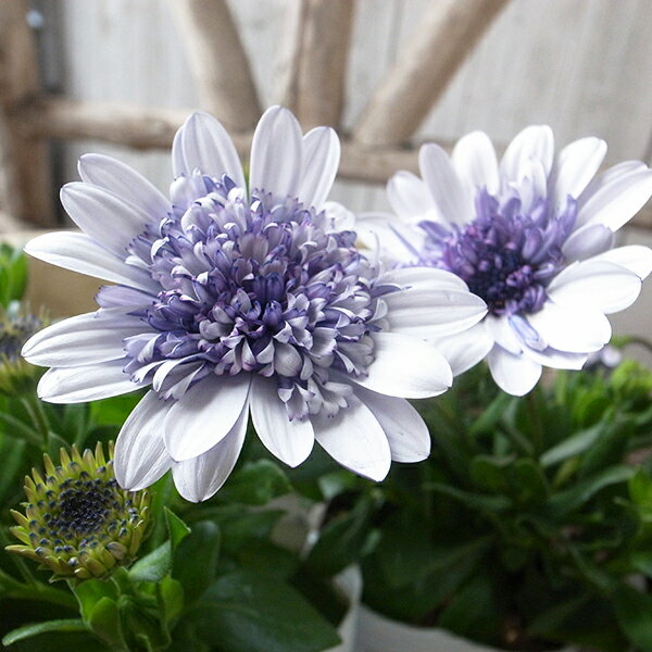 オステオスペルマム ダブルシルバー 花苗 限定 豪華な八重咲き 最新品種オステオスペルマム 多年草 花芽付 販売 通販 種類のサムネイル