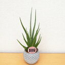 レア サンセベリア グラシリス 4.5号 ストーンボール鉢植え 珍しいサンスベリア 観葉植物 高さ35cmセンチ
