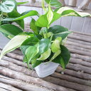フィロデンドロン ブラジル 4号サイズ 鉢植え 観葉植物