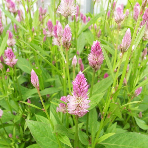 セロシア サマーラベンダー 苗 ピンク小花が可愛らしいケイトウ 花芽付 3号サイズのサムネイル