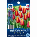 【10月上旬発送】富山の清流チューリップB ワールドピース 3球セット