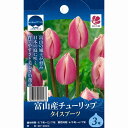 【10月上旬発送】富山の清流チューリップB タイスブーツ 3球セット