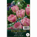 人気チューリップ グリーンランド 3球セット ベストセレクション