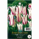 人気チューリップ マリリン 3球セット ベストセレクション