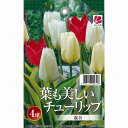 【10月上旬発送】葉も美しいチューリップ 混合 4球セット
