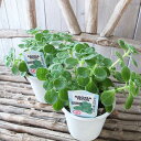 アロマティカス 4号サイズ 鉢植え 虫よけ効果 キューバンオレガノ 観葉植物