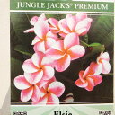 プルメリア エルシー 4号サイズ 鉢植え 南国の花をご自宅で 開花見込み株