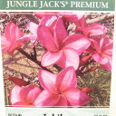 プルメリア ジュビリー 4号サイズ 鉢植え 南国の花をご自宅で 開花見込み株