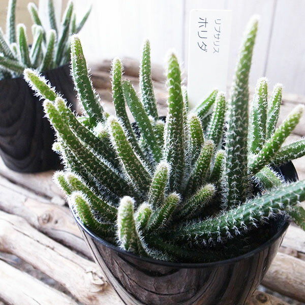 ץꥹ ۥ 3.5極 ȭ ܥƥ