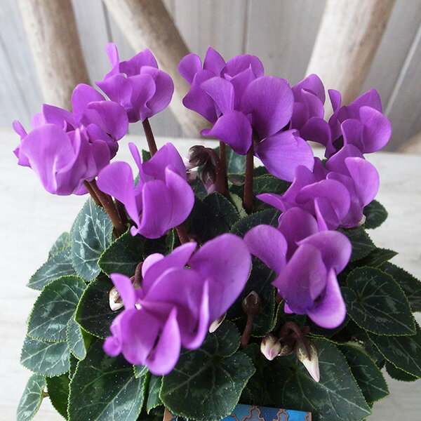 ミニシクラメン ドラゴン ディープブルー 3号サイズ 苗 世界初 F1種の青いシクラメン新品種 神秘のブルーが輝くのサムネイル