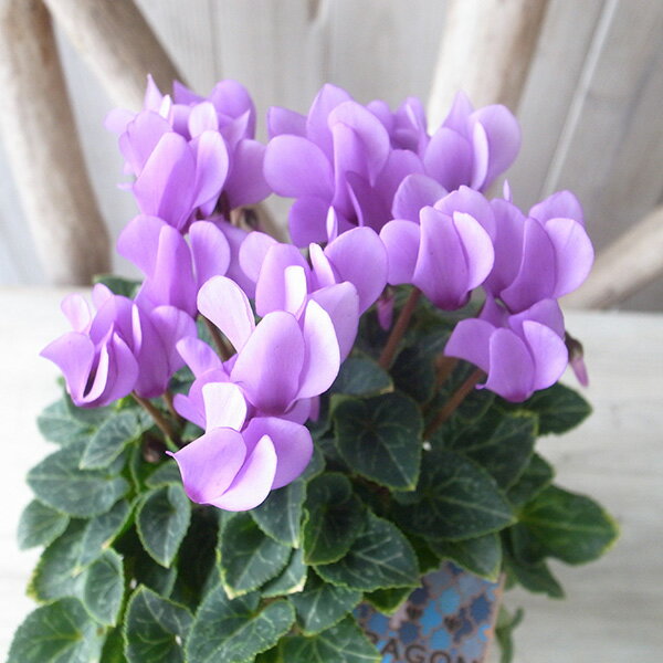 ミニシクラメン ドラゴン ライトブルー 3号サイズ 苗 世界初 F1種の青いシクラメン新品種 神秘のブルーが輝くのサムネイル