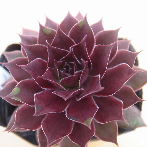 センペルビウム ストロベリーキウイ 2.5号サイズ 苗 高山性多肉植物