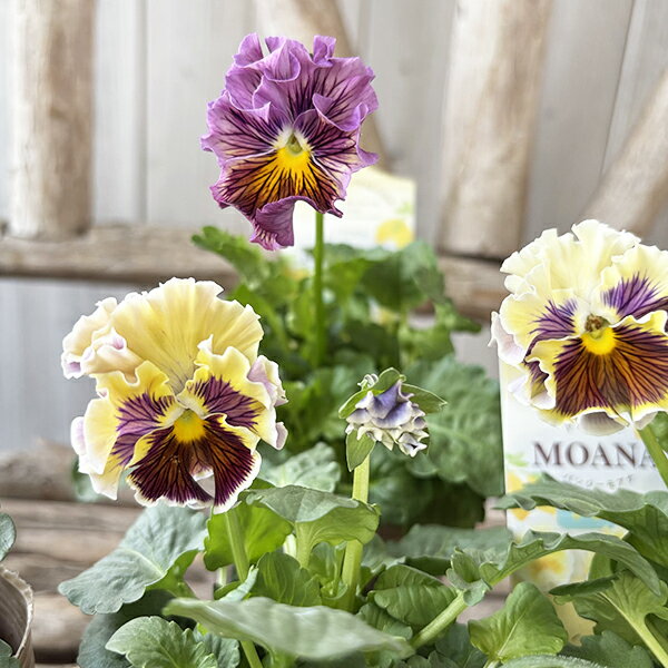 パンジー モアナ レモーナ 苗 2株セット 最新品種