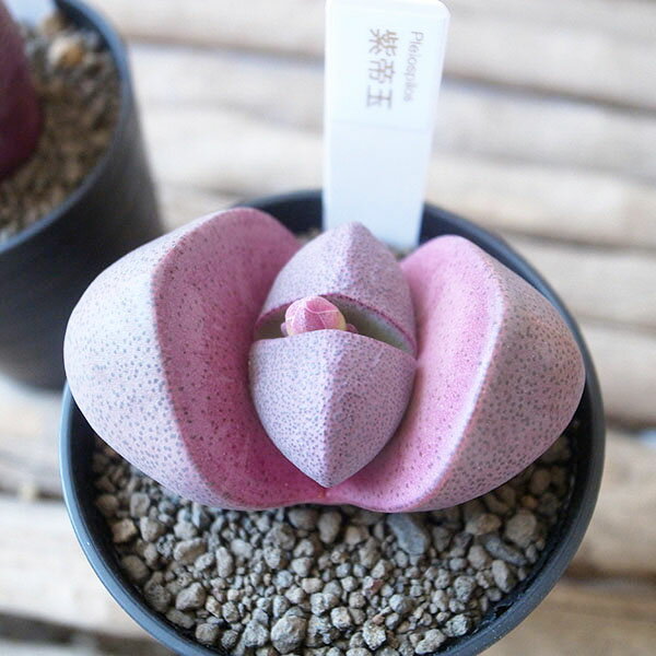 多肉植物 プレイオスピロス 紫帝玉 ムラサキテイギョク 2.5号サイズ 鉢植えのサムネイル