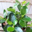 小 パンダガジュマル 4号サイズ 鉢植え 希少種
