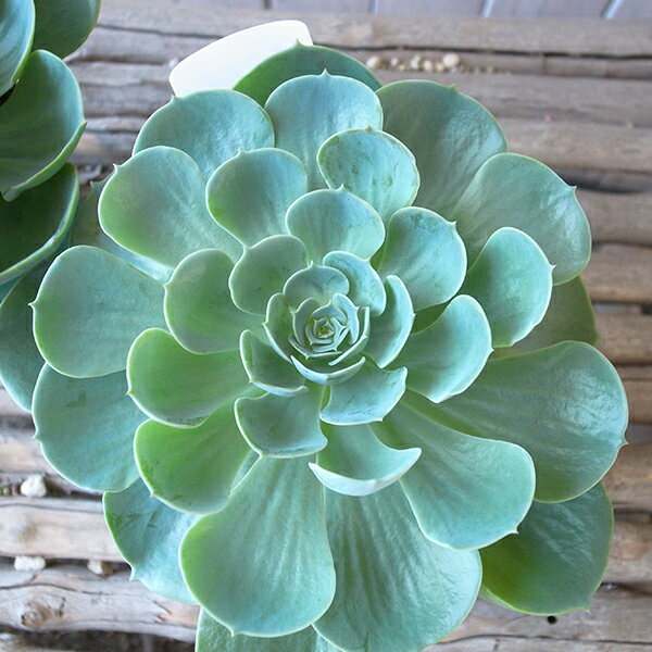 多肉植物 エケベリア 七福神 3.5号サイズ 苗 草幅12cmから13cmのサムネイル