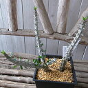 希少植物 アローディア プロセア(アリュウボク) 2立1〜2枝 5号鉢 現物 No4 現品 珍しい 【北海道、沖縄、離島への発送は不可】