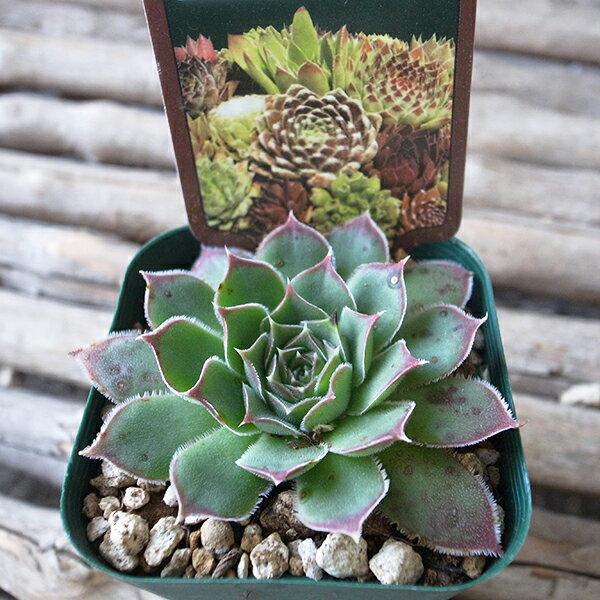 センペルビウム レギレアマリエ3号サイズ 苗 高山性多肉植物