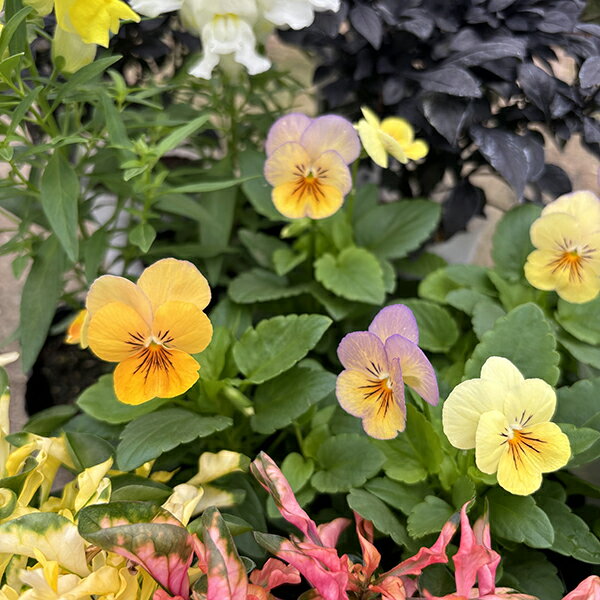 ビオラ パンプキン 4株セット オレンジからブルーがかった花色に花色を変化させる最新品種