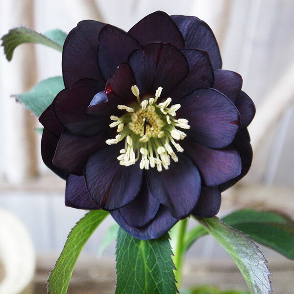 クリスマスローズ ダブル 開花株 ブラックピコ 5号 現品 2025年2月4日 撮影 ひと花開花し蕾2個確認 鉢花のサムネイル