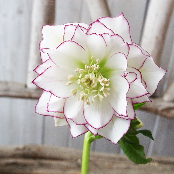 クリスマスローズ ダブル 開花株 ホワイトピコティ 4.5号 現品 2025年2月11日 撮影 ひと花開花し蕾2個確認