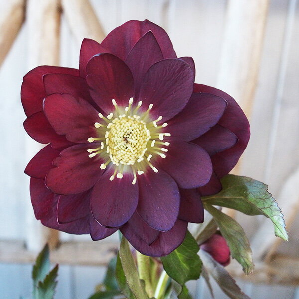 クリスマスローズ ダブル 開花株 ダークパープル良花 5号 現品 2025年2月14日 撮影 2花開花し蕾7個確認 鉢植えのサムネイル