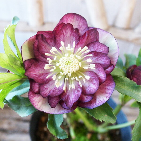 クリスマスローズ ダブル 開花株 グリーンパープルバイカラー 5号 現品 2025年2月14日 撮影 ひと花開花し蕾5個確認 鉢植えのサムネイル