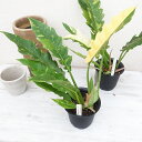 フィロデンドロン リングオブファイヤー 4号サイズ 鉢植え 希少レア品種 珍しい観葉植物 高さ40cmセンチ