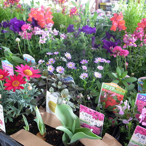 福袋 お母さん ギフト 花 寄せ植え 